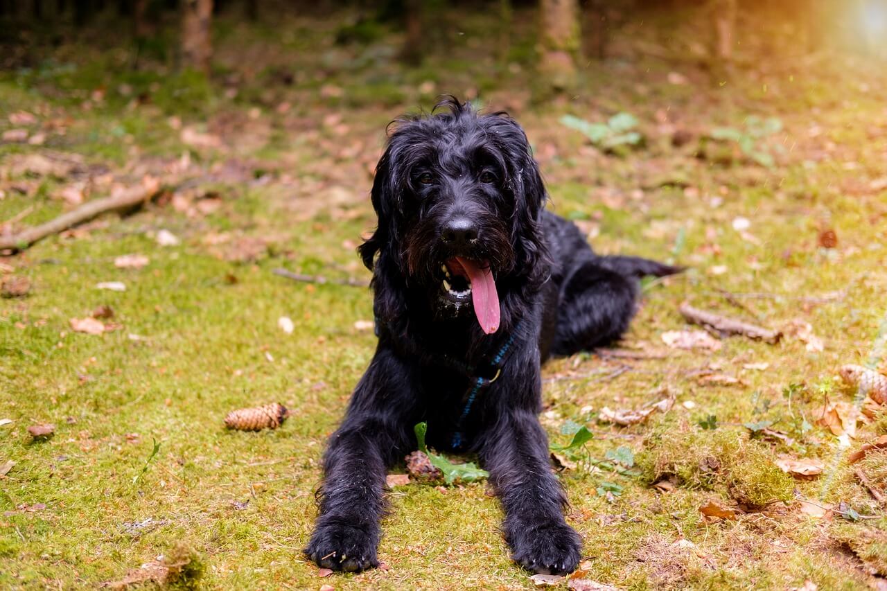 真っ黒な被毛が美しい犬種10選 ペットショップ 犬の家 猫の里 子犬だけでなく子猫の情報もたくさん