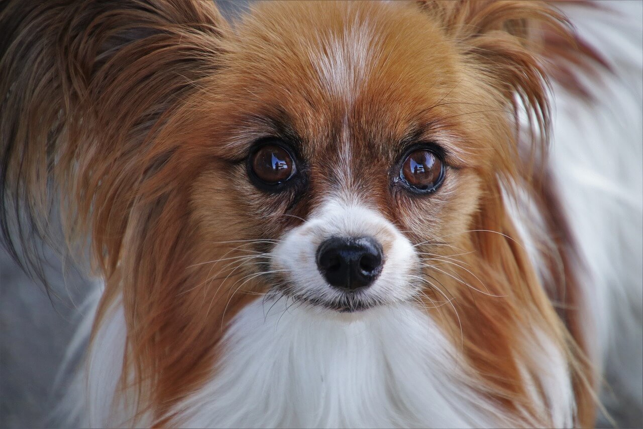 犬図鑑 パピヨンの耳の特徴 たれ耳の子もいる 犬の家 猫の里