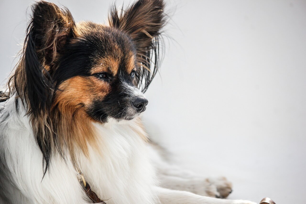 犬図鑑 パピヨンの寿命はどのくらい 気をつけたい病気を紹介します 犬の家 猫の里