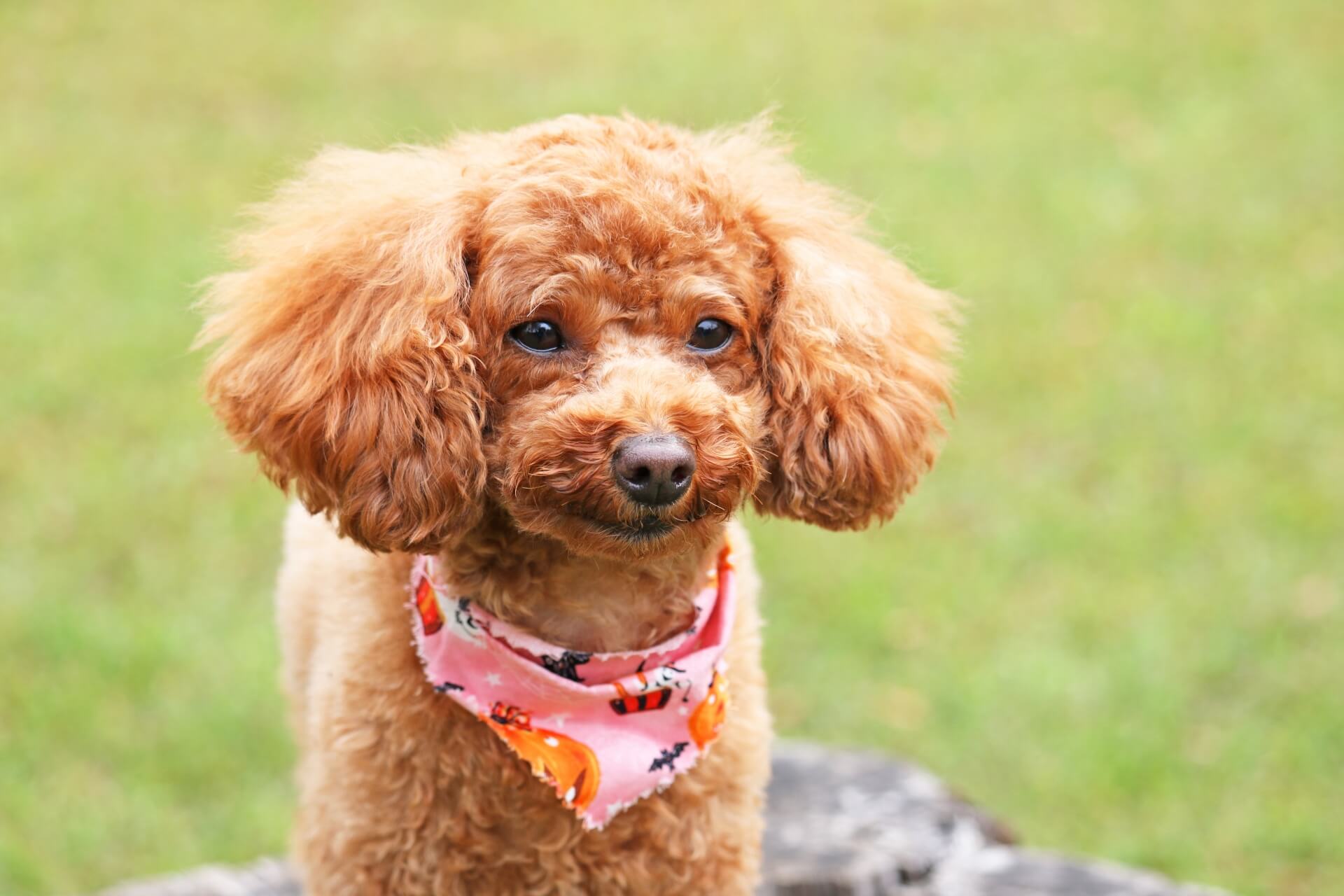 犬図鑑 ティーカッププードルの毛色の種類やお手入れ方法を紹介します 犬の家 猫の里