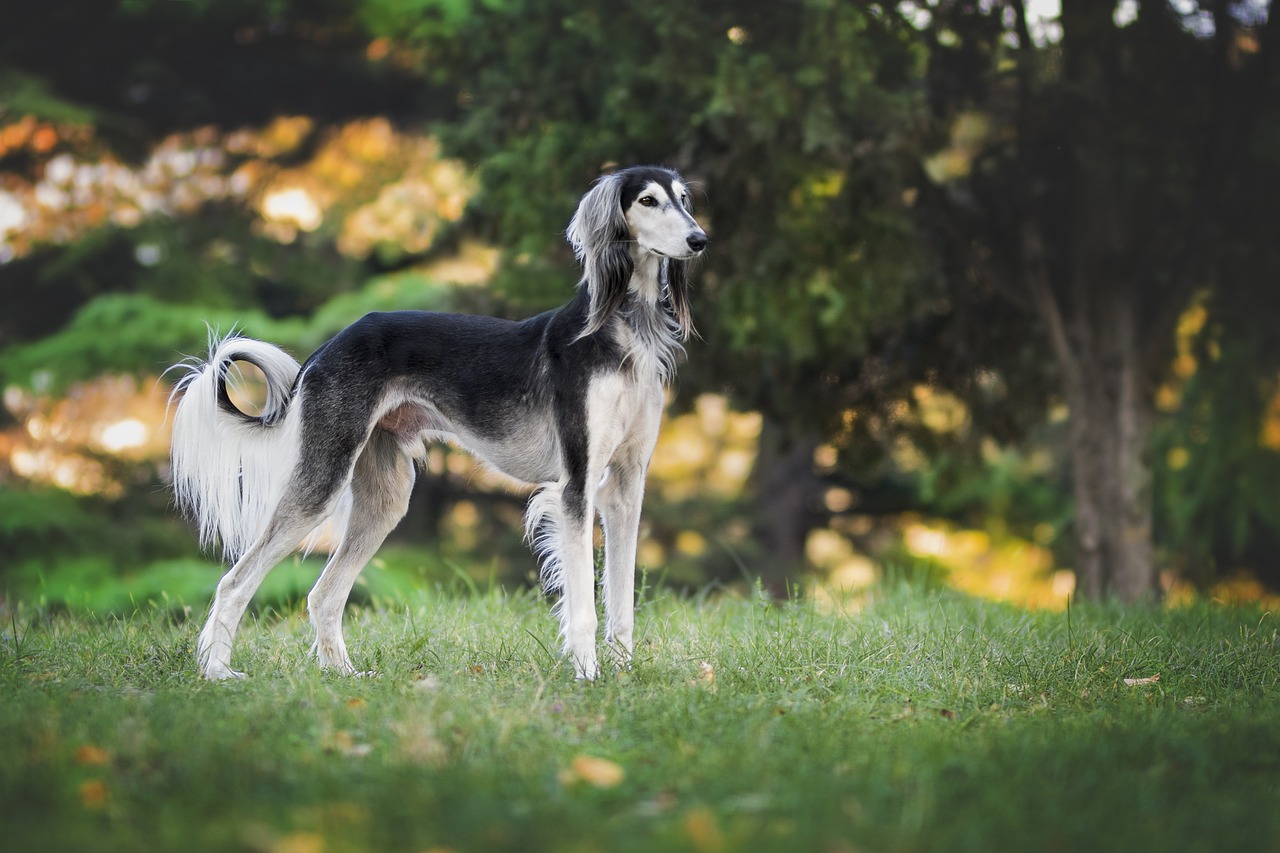 犬図鑑 ボルゾイとサルーキは似ている それぞれの違いを紹介 犬の家 猫の里