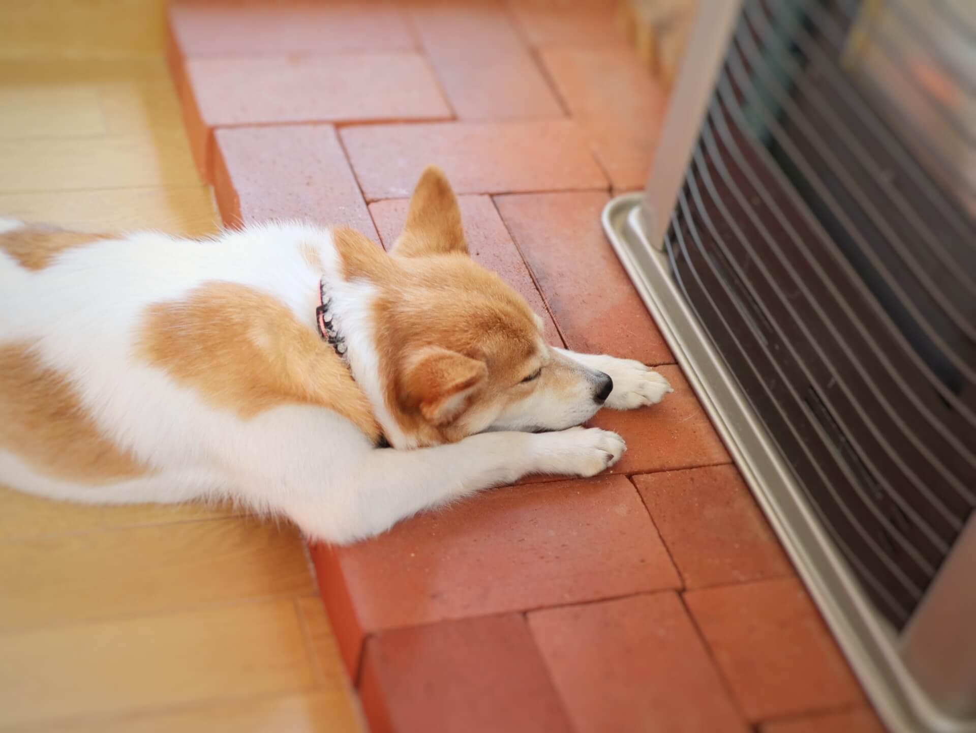 ストーブの前で暖を取る犬