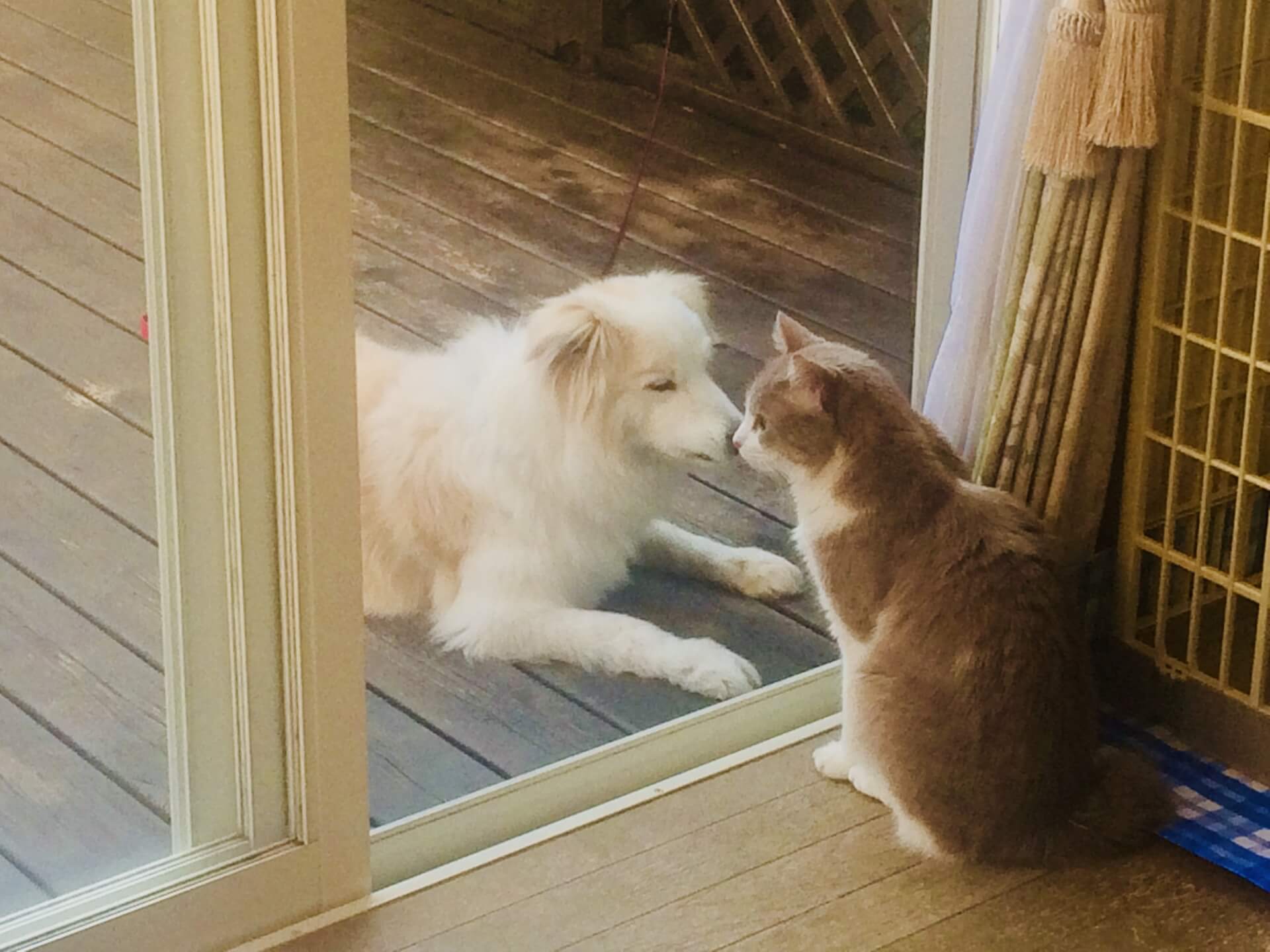 猫の鼻ちゅーは挨拶 鼻キスをする理由を紹介します 犬の家 猫の里