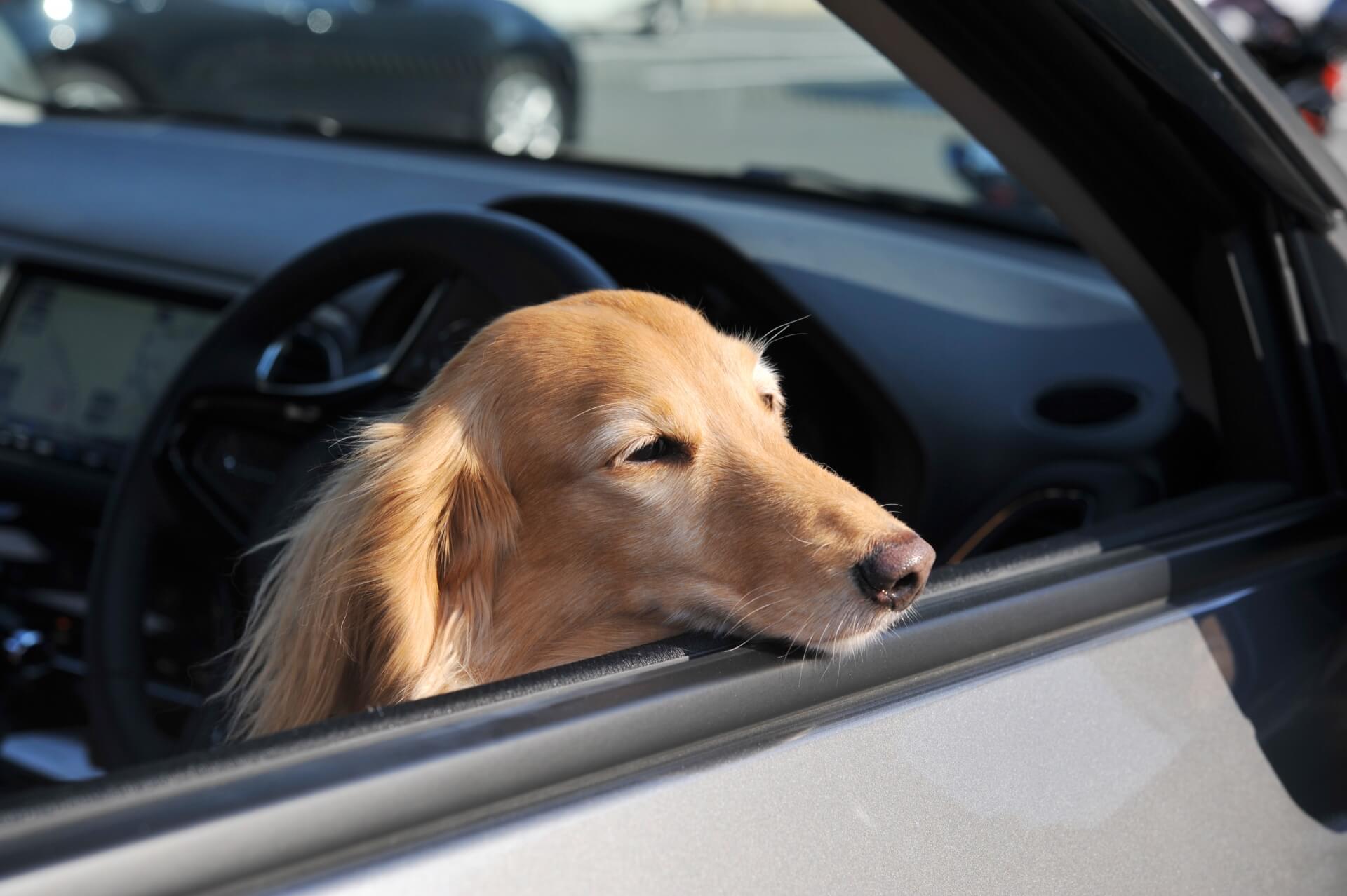 車から顔を出している犬