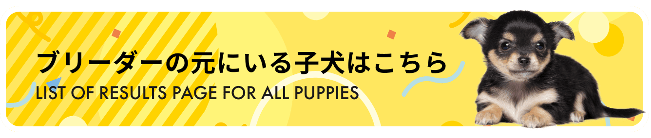 ブリーダーの元にいる子犬はこちら