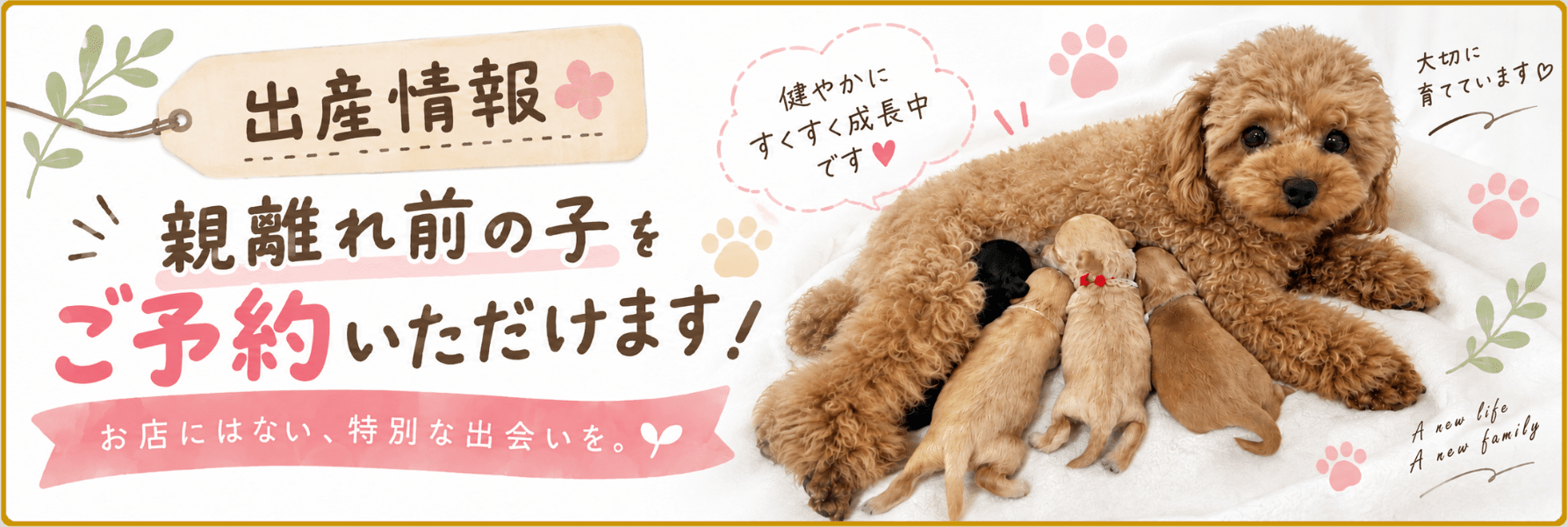 出産情報 親離れ前の子をご予約いただけます！お店にはない、特別な出会いを。