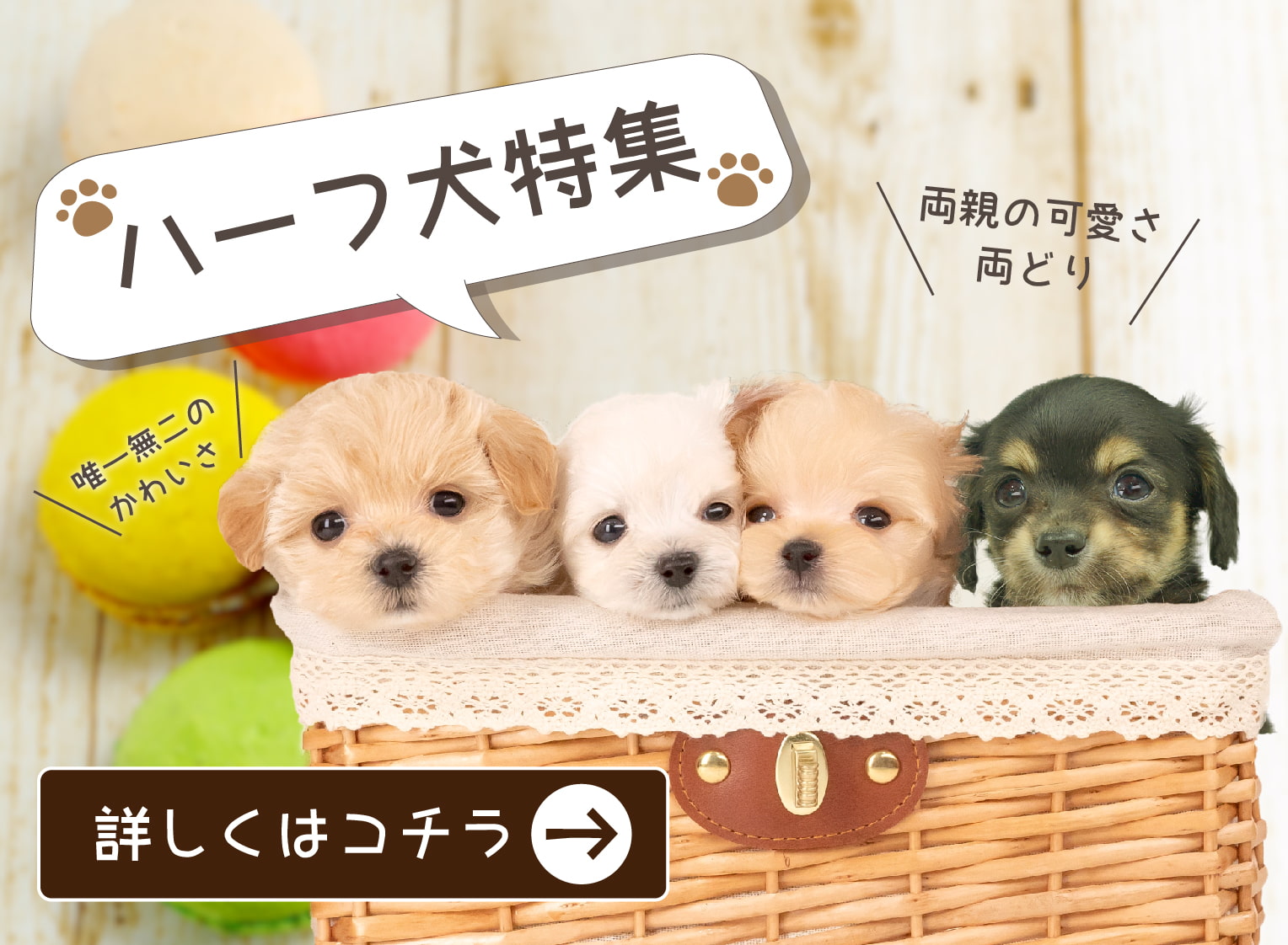 ペットショップ 犬の家 猫の里 子犬だけでなく子猫の情報もたくさん ペットショップ 犬の家 猫の里 子犬だけでなく子猫の情報もたくさん