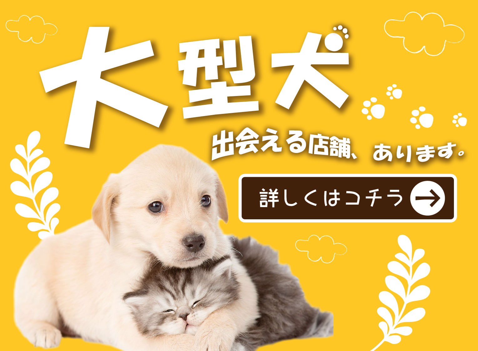 ペットショップ 犬の家 猫の里 子犬だけでなく子猫の情報もたくさん ペットショップ 犬の家 猫の里 子犬だけでなく子猫の情報もたくさん