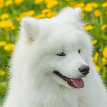 犬図鑑 サモエドの特徴や性格について紹介します 犬の家 猫の里