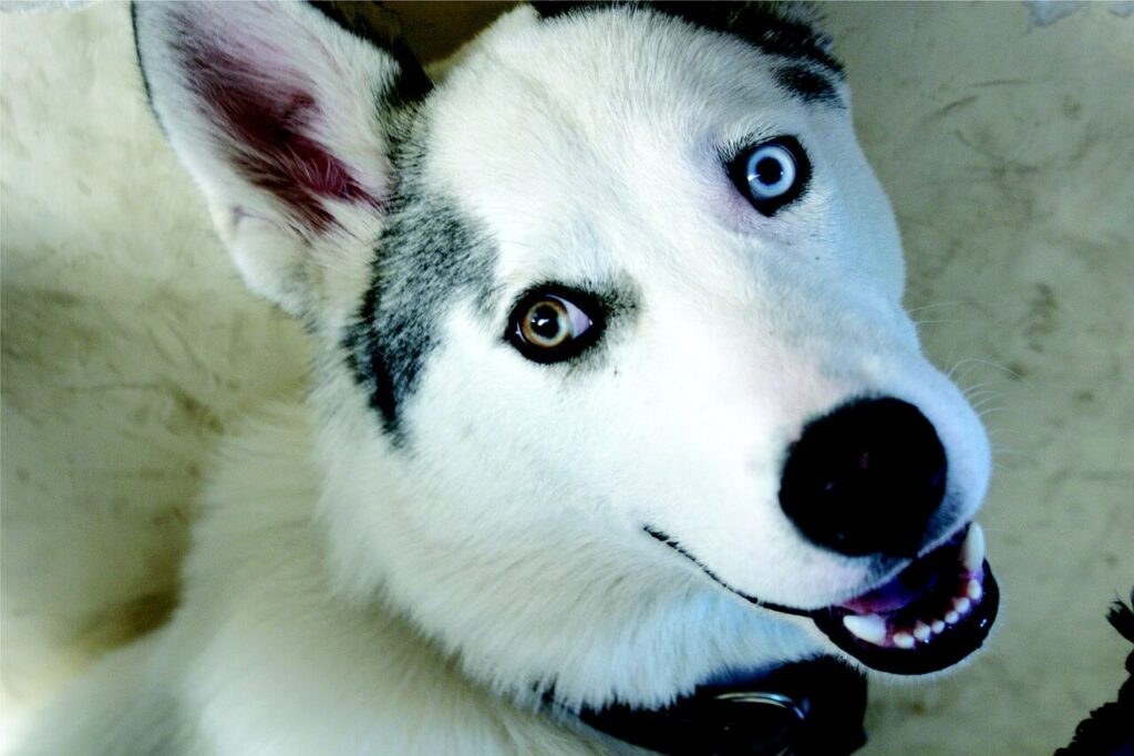 シベリアンハスキーの子犬検索結果 ペットショップ 犬の家