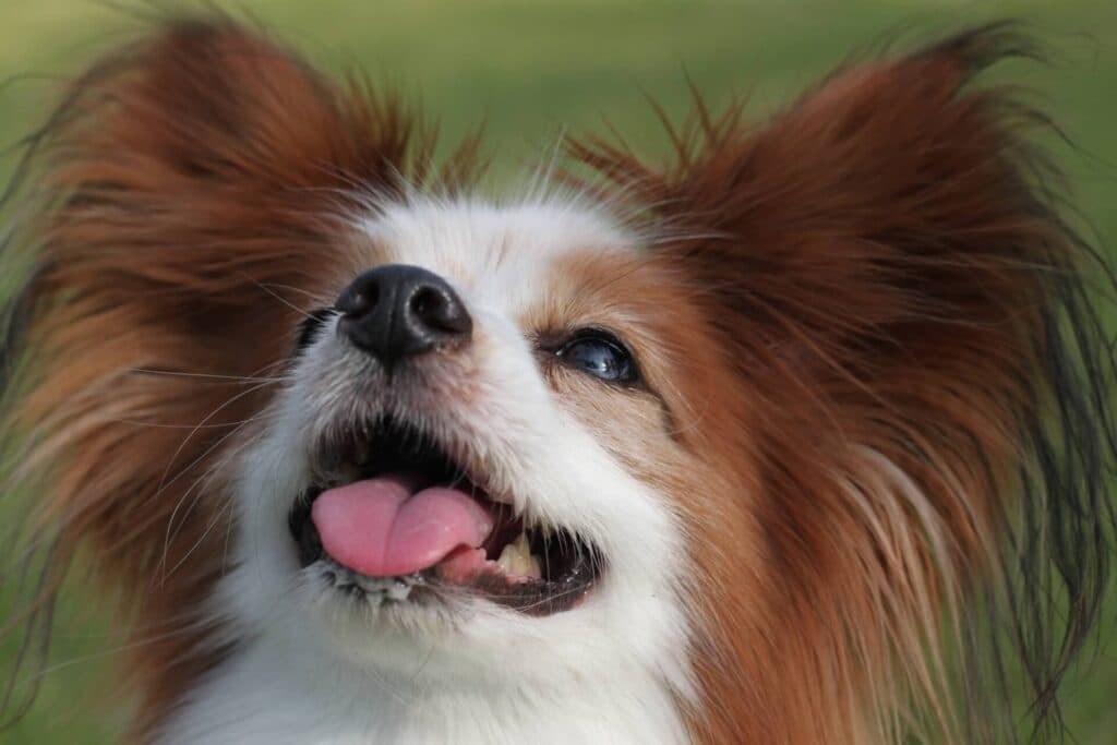 犬図鑑 パピヨンの毛質の特徴とカットの方法を紹介します 犬の家 猫の里