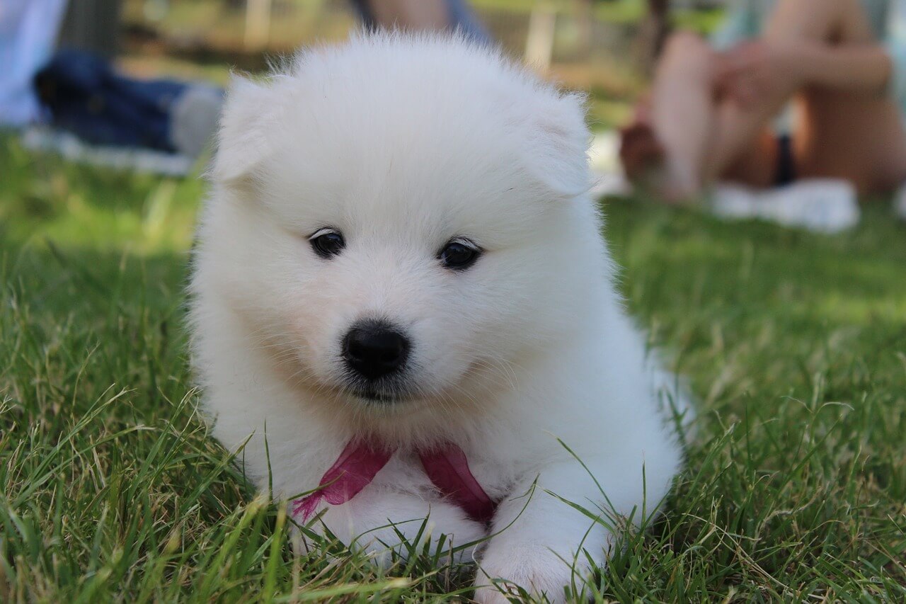 真っ白ふわふわが魅力の白い犬種7選 種類ごとの特徴と飼育のポイント 犬の家 猫の里
