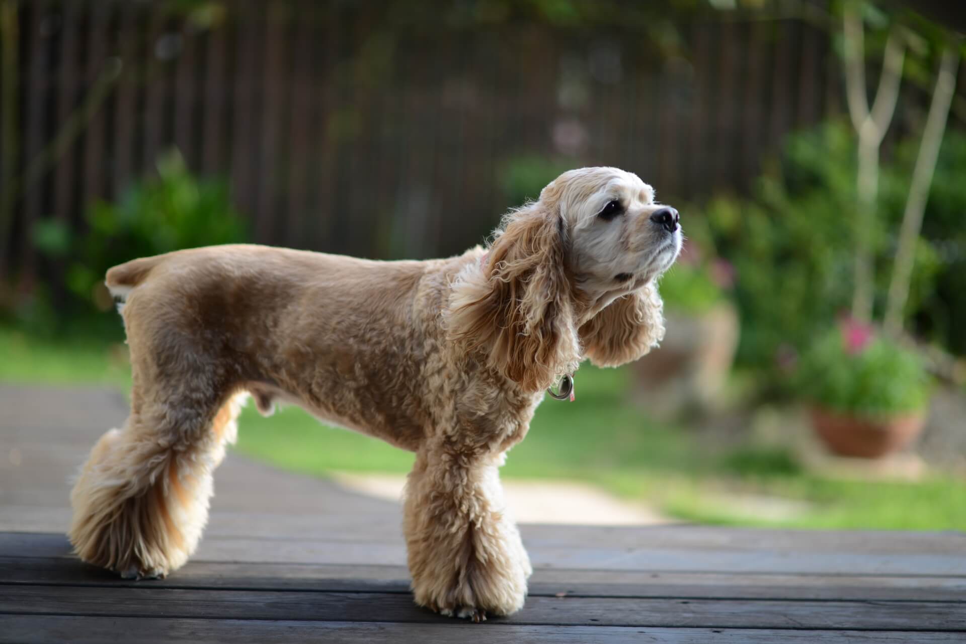 アメリカンコッカースパニエルに毛色は何種類あるの 犬図鑑 犬の家 猫の里