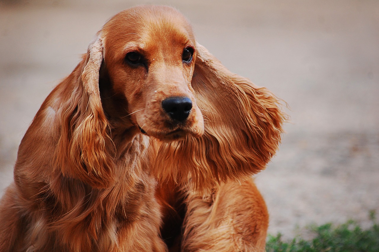 犬図鑑 イングリッシュコッカースパニエルの毛色について紹介します 犬の家 猫の里
