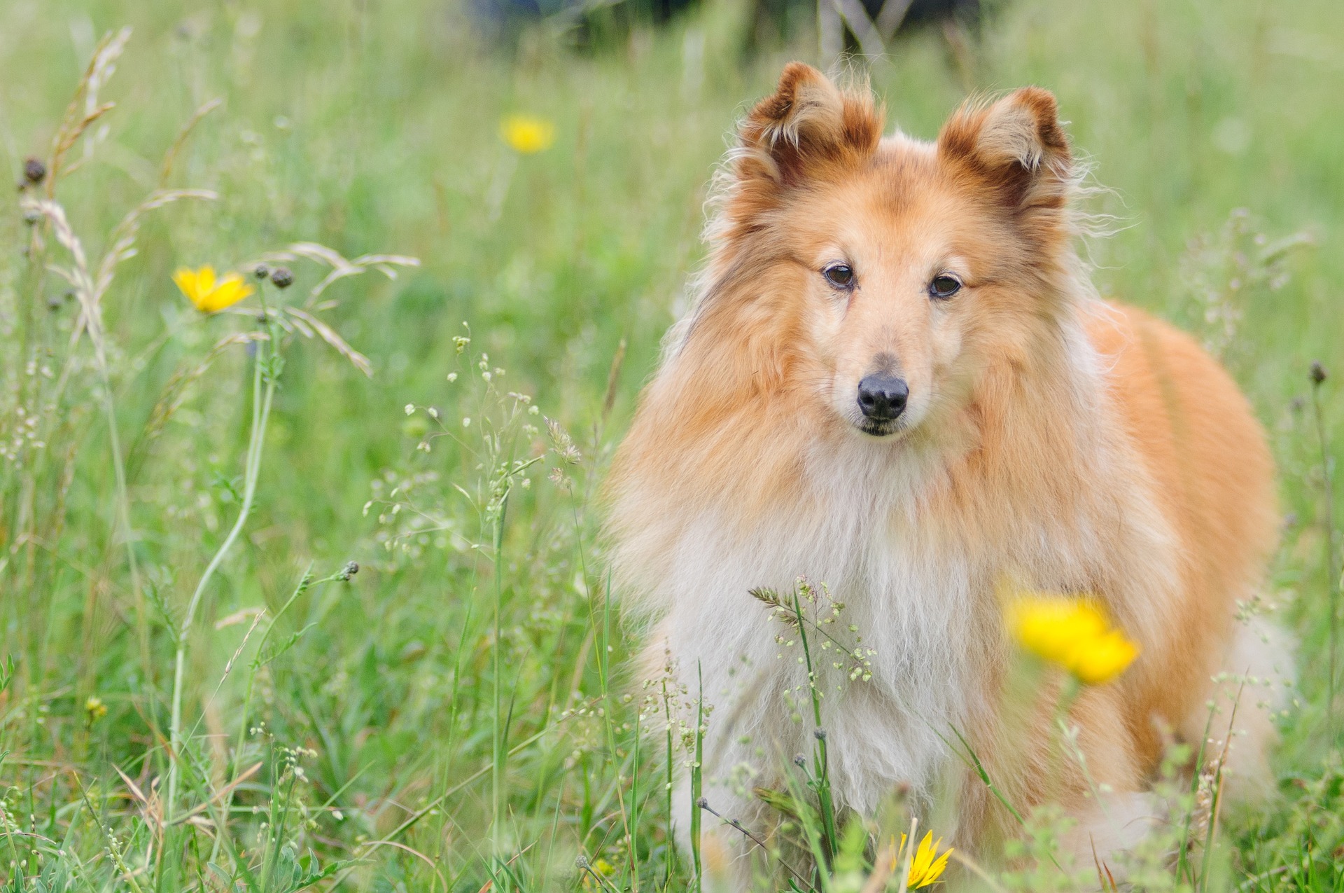 犬図鑑 シェットランドシープドッグ シェルティー の寿命はどのくらい 気をつけたい病気を紹介します 犬の家 猫の里