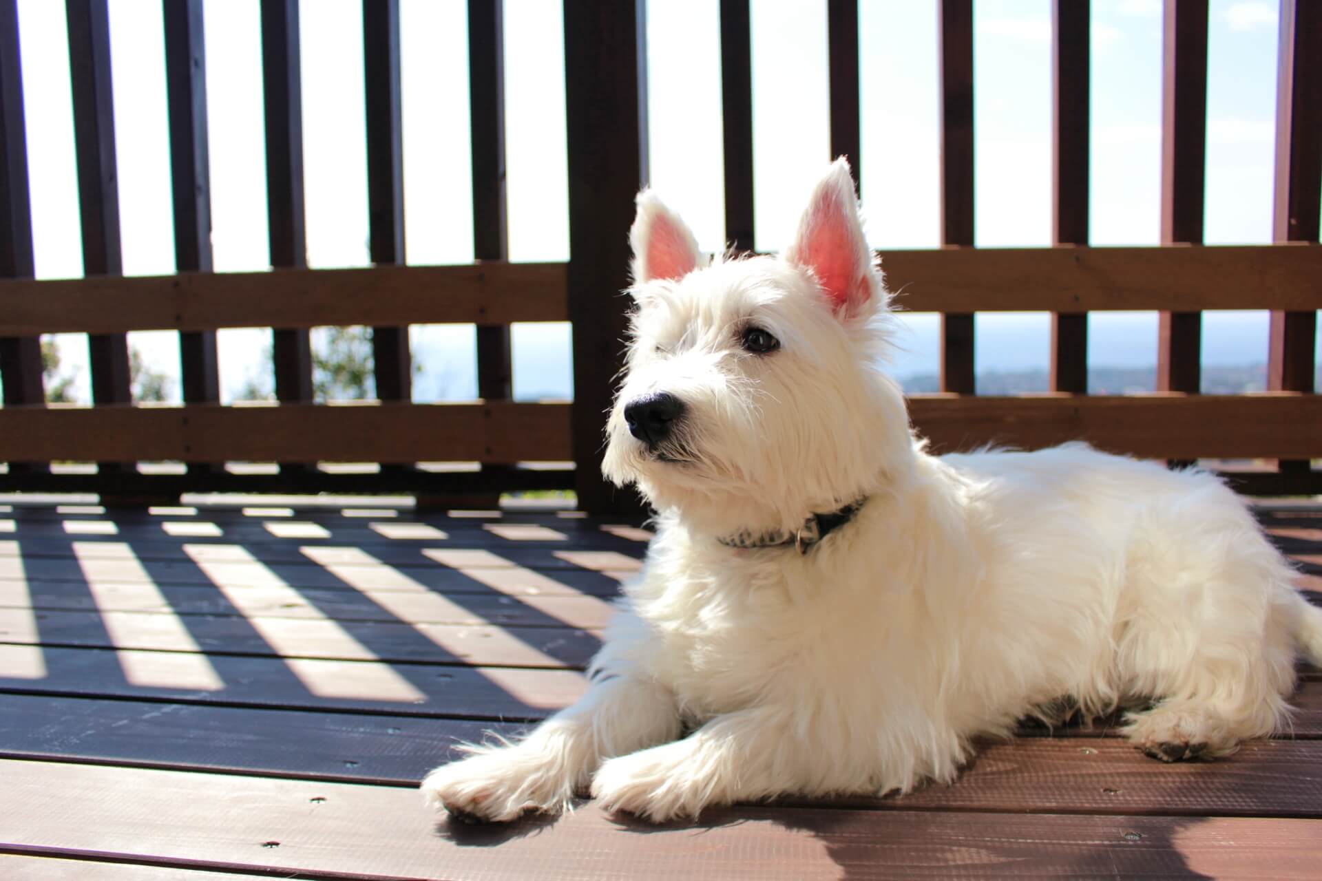 犬図鑑 ウエストハイランドホワイトテリアは吠えやすい しつけと飼い方について解説します 犬の家 猫の里
