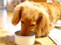 犬に食べさせてはいけない食べ物って知っていますか？
