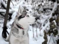 寒い地域でも飼える犬種をご紹介します