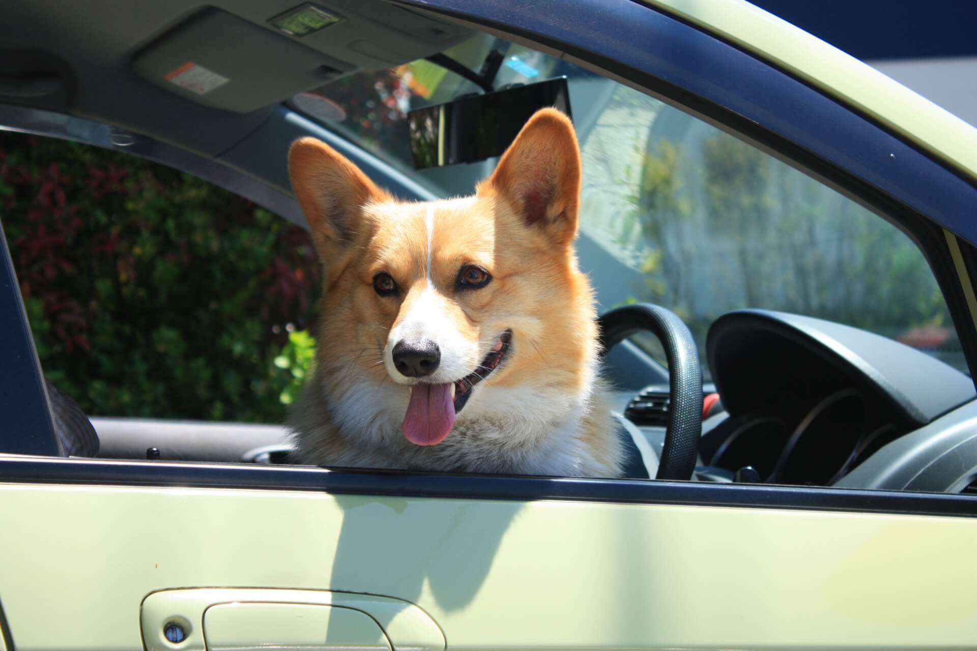 犬を車に乗せるときの方法と注意点 犬の家 猫の里