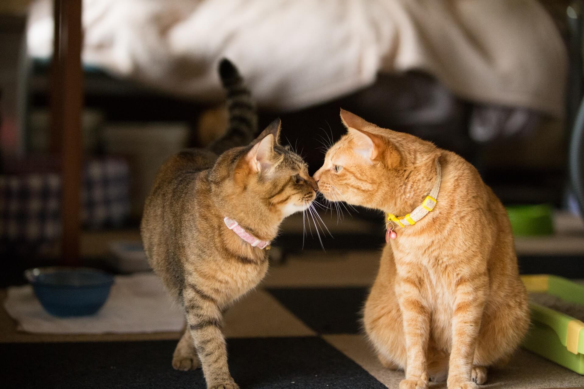 猫の鼻ちゅーは挨拶 鼻キスをする理由を紹介します 犬の家 猫の里