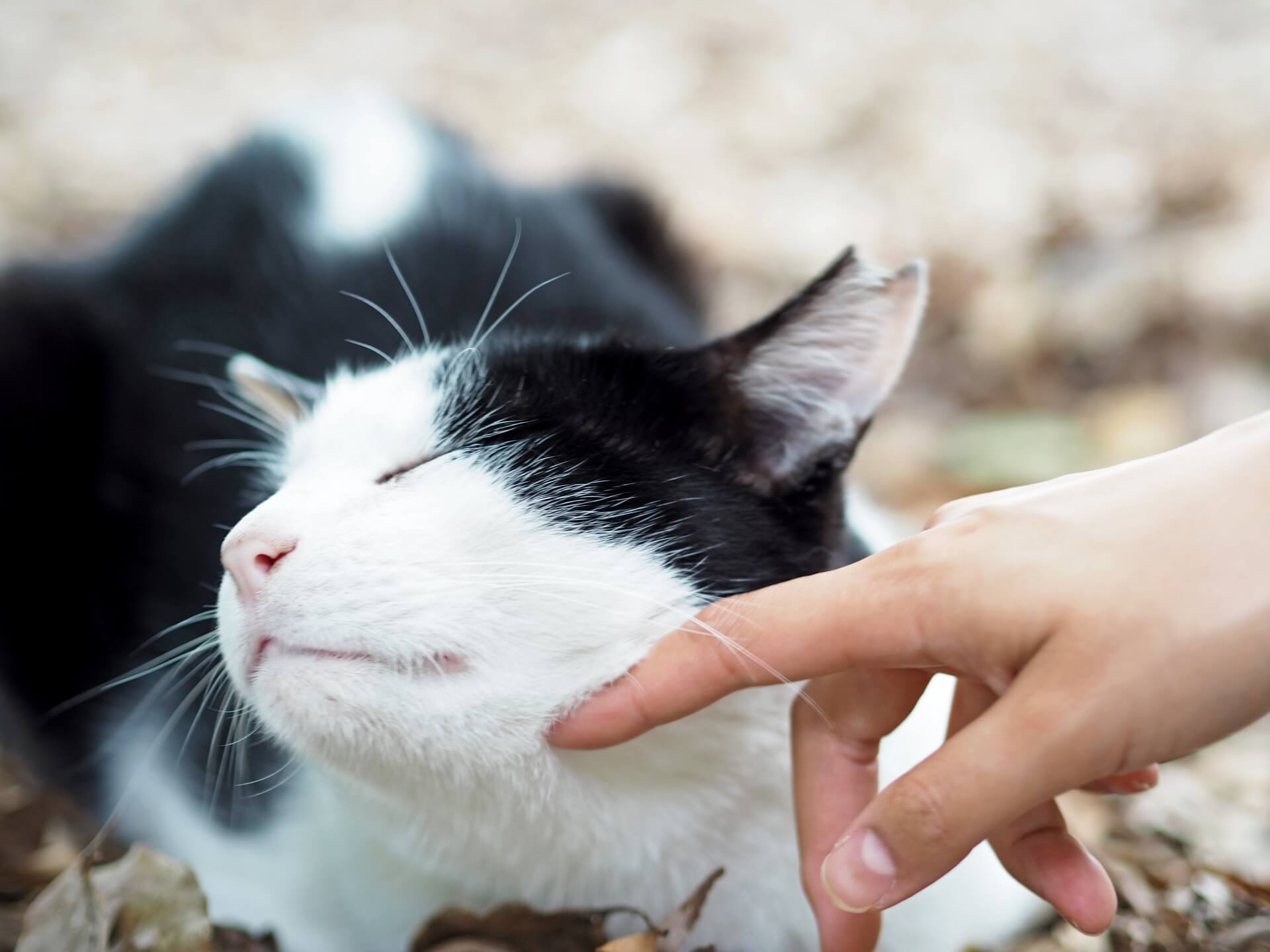 猫が喜ぶ触り方は 嫌われる触り方と好かれる触り方について 犬の家 猫の里