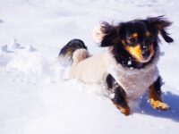 雪の上を走る犬