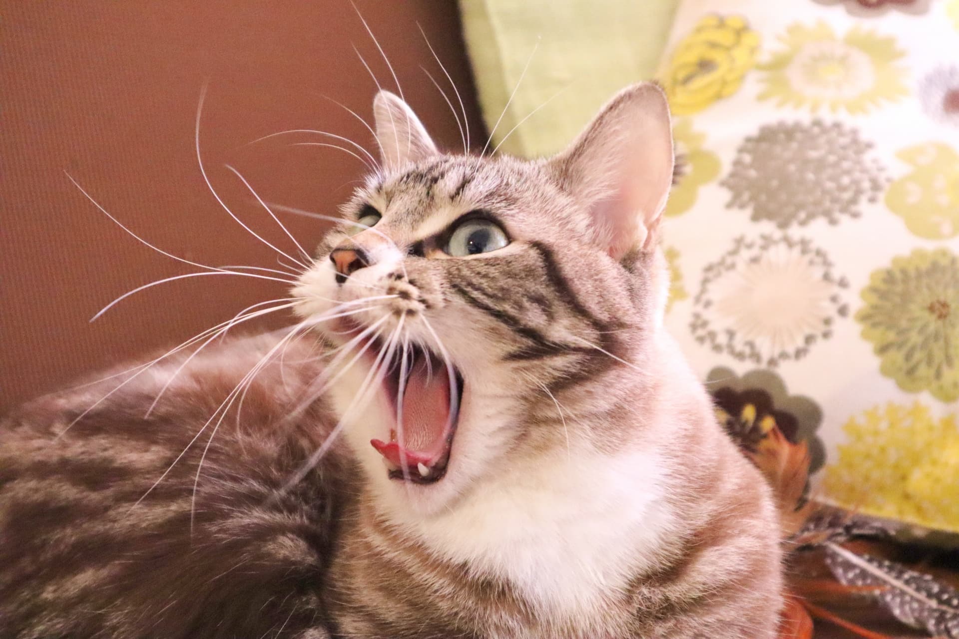 猫 発情 期 鳴き声