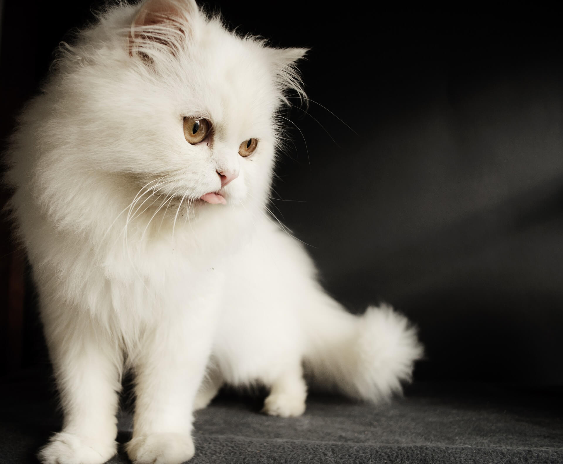 猫図鑑 ペルシャの性格や特徴について紹介します 犬の家 猫の里