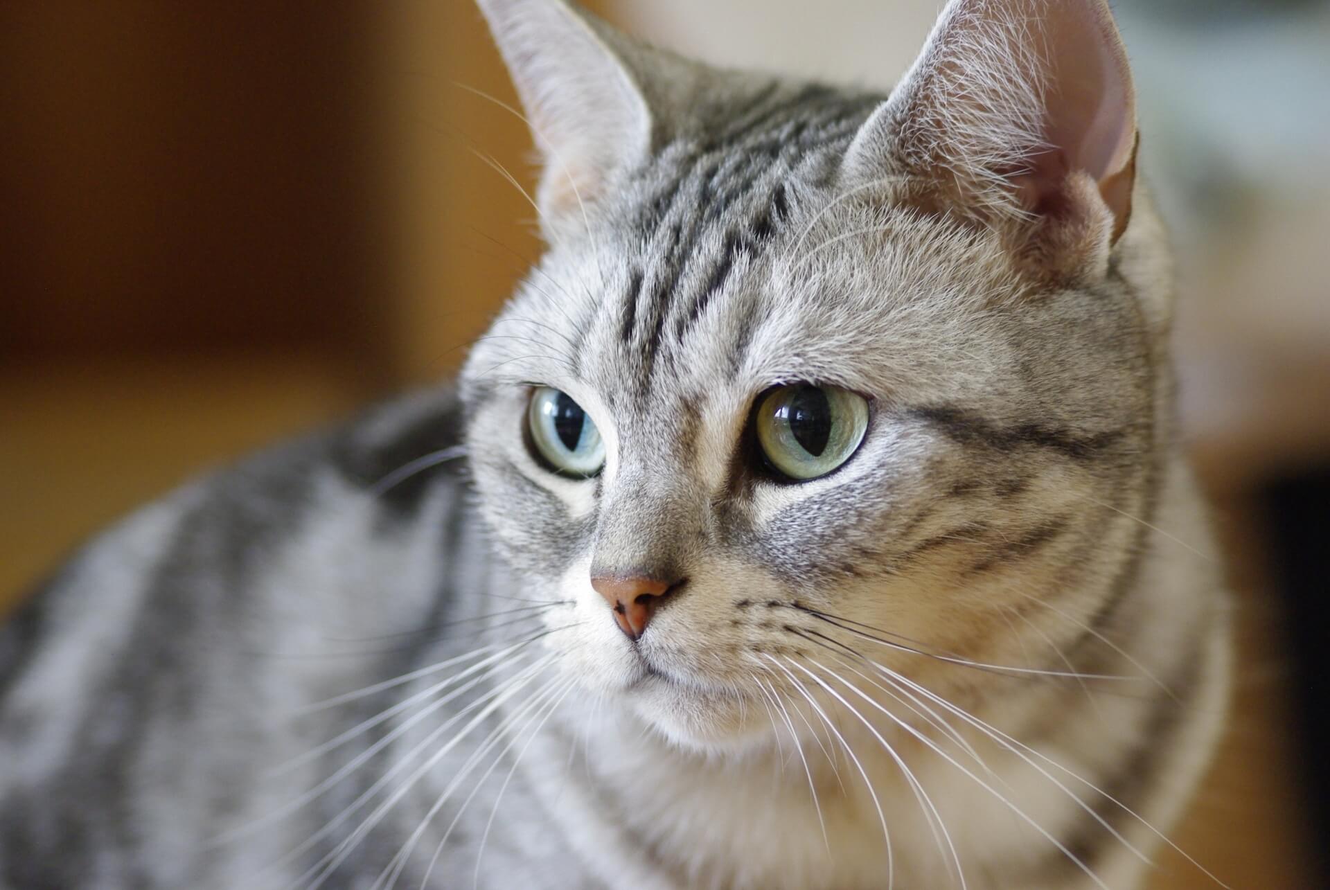 猫図鑑 アメリカンショートヘアの平均寿命と気をつけたい病気 犬の家 猫の里