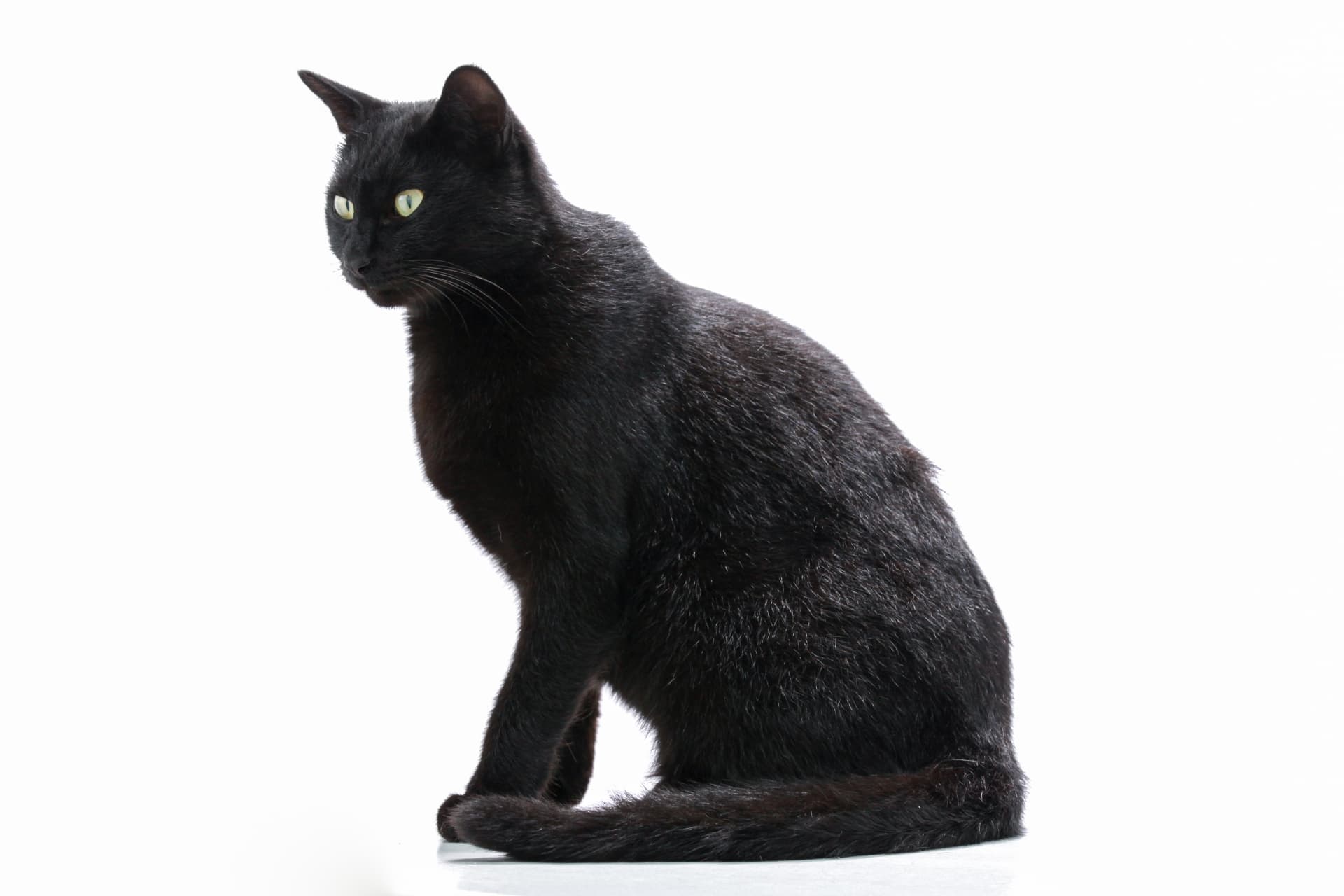 黒猫の種類は 種類ごとの特徴や性格について紹介します 犬の家 猫の里