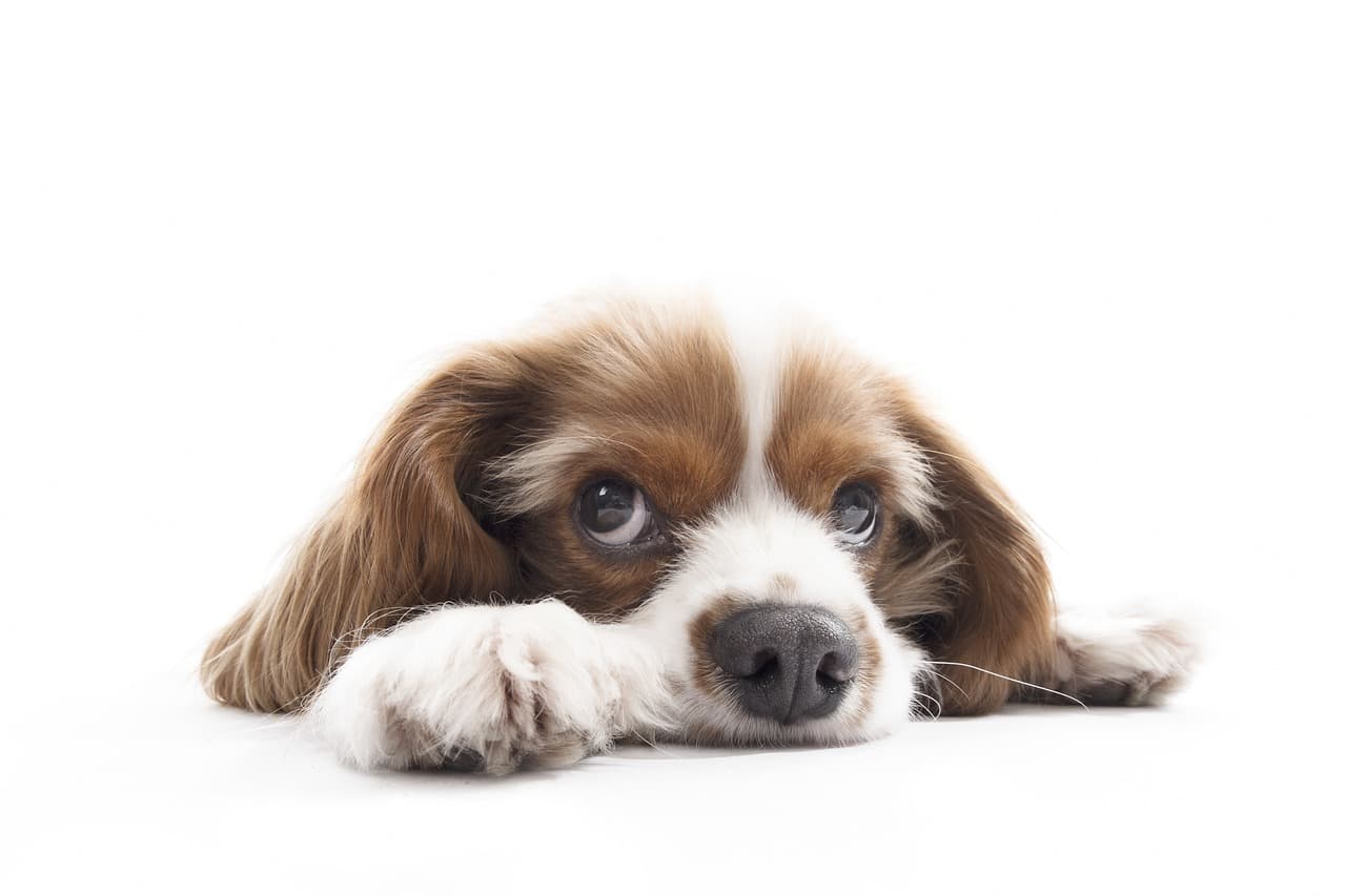 犬図鑑 キャバリアの寿命はどのくらい 気を付けたい病気について紹介します 犬の家 猫の里