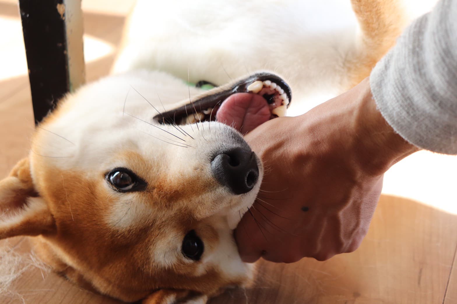 犬図鑑 柴犬が噛むのをやめない 気を付けたい甘噛みについて 犬の家 猫の里
