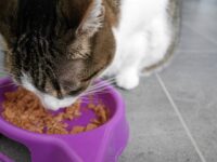 猫の食器は人用の洗剤で洗っても大丈夫？