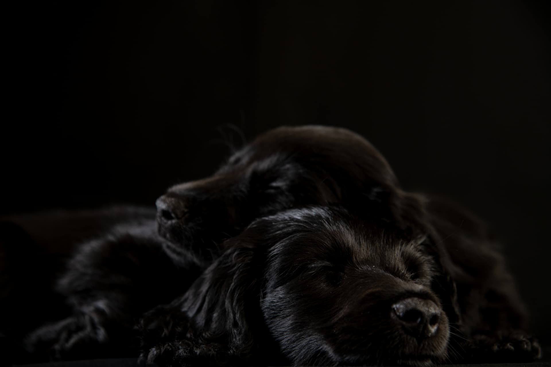 真っ黒な被毛が美しい犬種10選 犬の家 猫の里