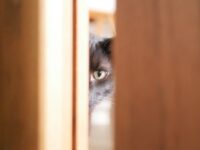 猫がドアを開けてしまう場合の対処方法で事故を防止