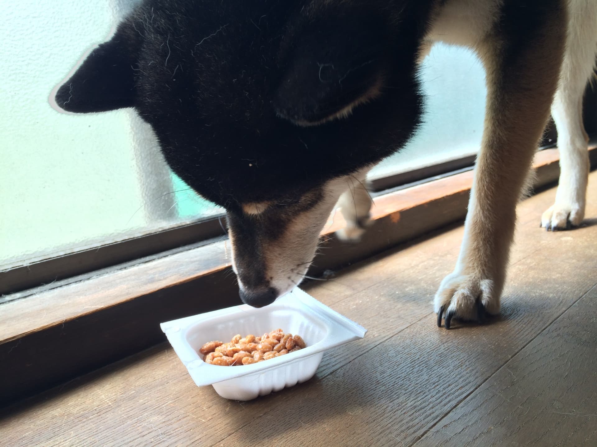納豆を食べる犬