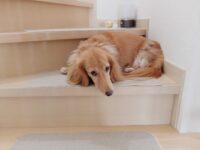 階段の上り下りは犬に負担？上らせないためのポイント