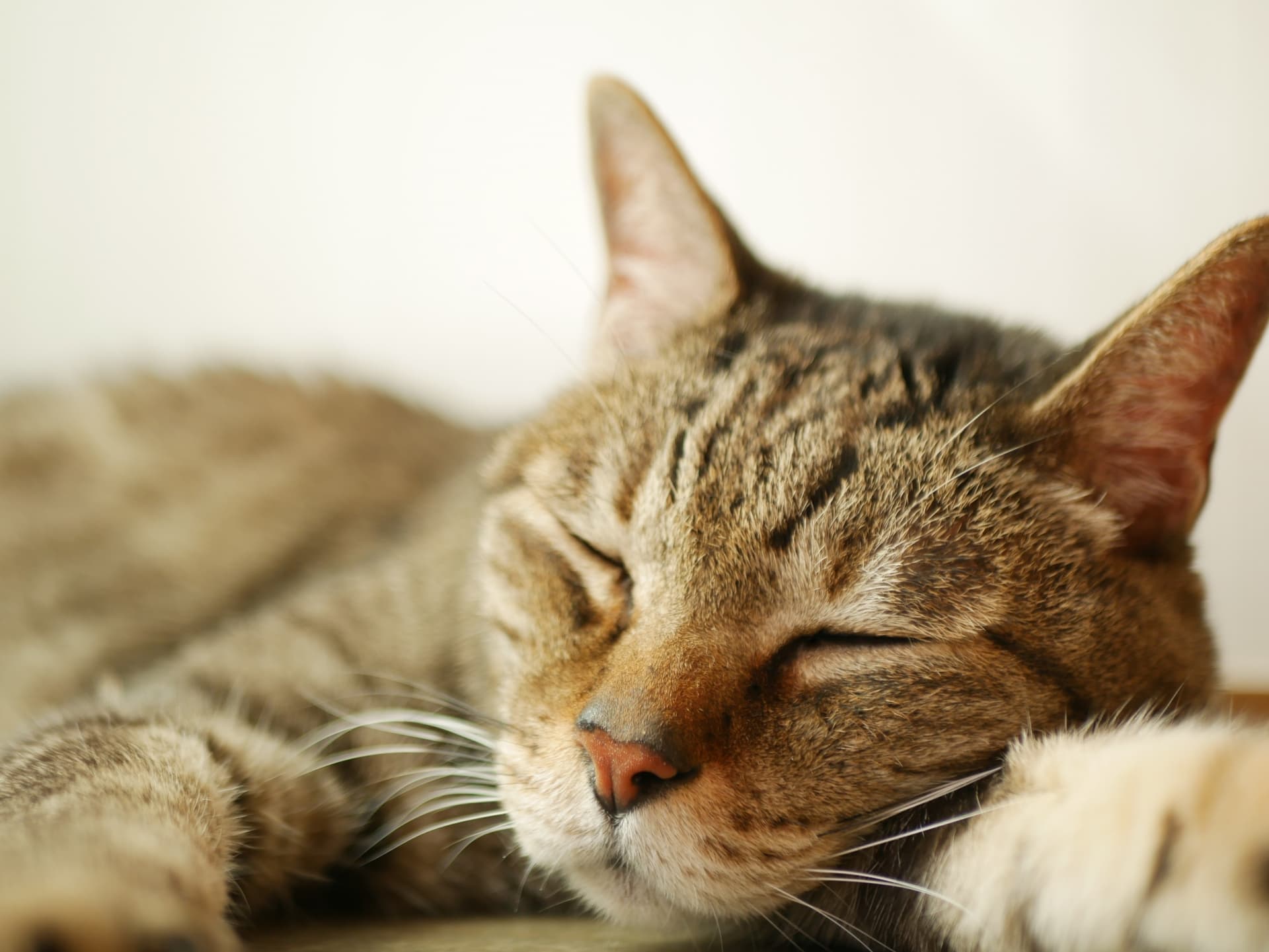 猫の睡眠時間は長い？平均睡眠時間と病気との見分け方について
