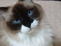 青い目の猫10選！特徴や飼育のポイントを紹介します！