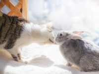猫とウサギは一緒に飼える？同居する場合のポイントや注意点