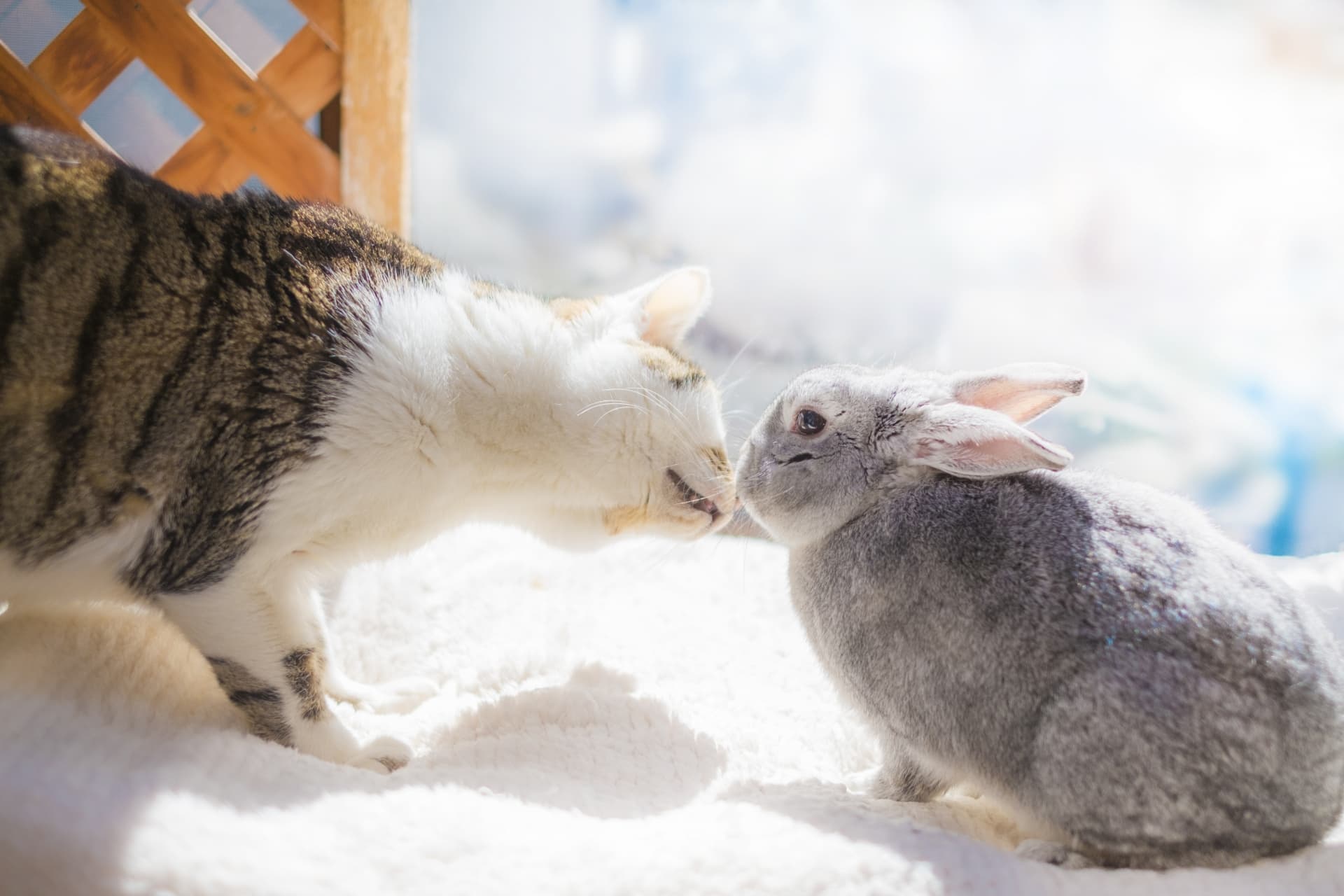 猫とウサギは一緒に飼える 同居する場合のポイントや注意点 ペットショップ 犬の家 猫の里 子犬だけでなく子猫の情報もたくさん