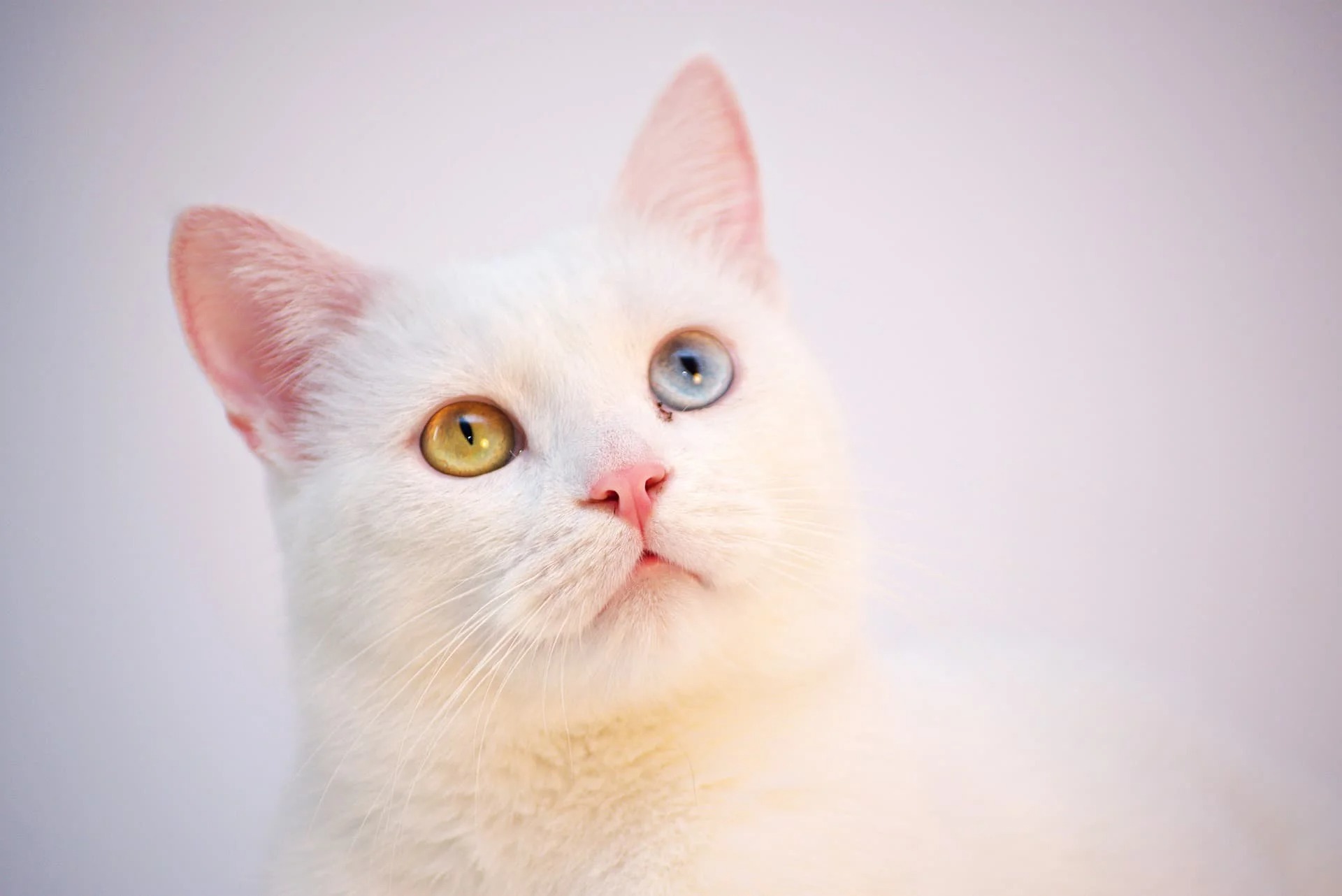 オッドアイの猫の注意したい病気や飼い方について解説 | ペット