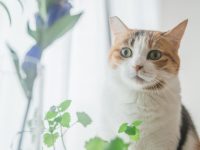 植物を見る猫