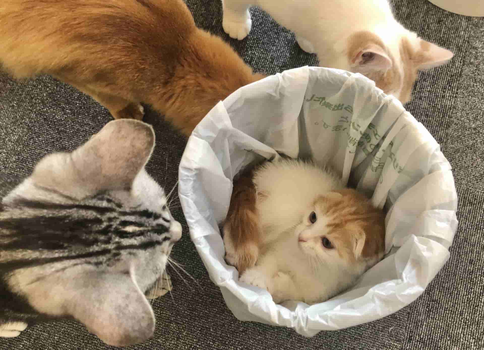 猫のゴミ箱対策5選！荒らしてしまう理由や対処方法を解説 | ペット