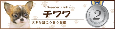 NO.2チワワ