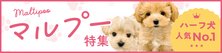 マルプー特集 ハーフ犬人気No.1
