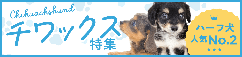 チワックス特集 ハーフ犬人気No.2