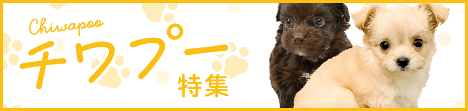 チワプー特集